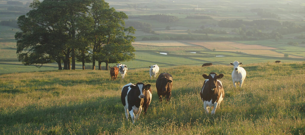 GIA Insurance Brokers - Biosecurity Matters: Protecting Your Livestock From Disease thumbnail